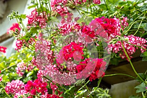 Red trailing pelargonium close up