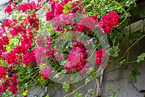 Red trailing pelargonium close up