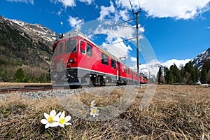 The red train of the Bernina express passes near Pontresina in s