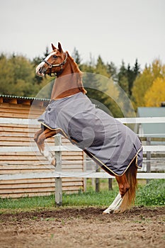 Red trakehner mare horse rearing up near fence in autumn