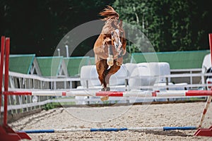 Red trakehner stallion horse jumping photo