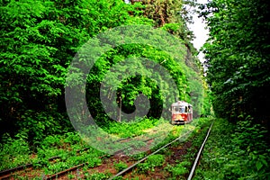 A red tram riding in the green forest in the rays of the summer sun.