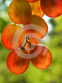 Red transparent grapes