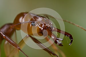 Red trap-jaw ant