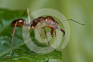 Red trap-jaw ant