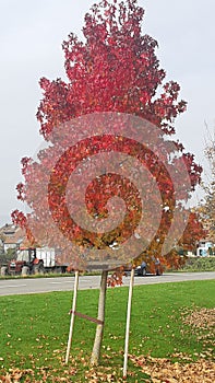 Red tree in automne photo