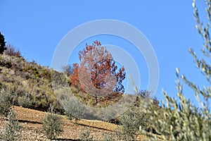 The red tree: beautiful red oak among the young olive trees