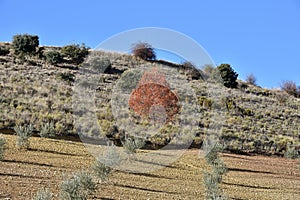 The red tree: beautiful red oak among the young olive trees