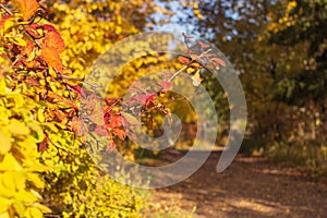 Red tree branches on country road with fallen dry leaves in the autumn forest at sunny day, yellow fall landscape