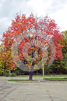 Red tree in the city