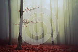 Red tree in the fog