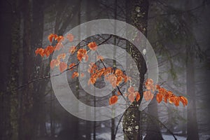 Red tree in the fog