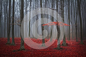 Un árbol en brumoso otono Bosque 