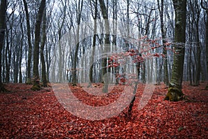 Red tree in the fogy forest