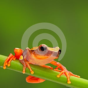 Red tree frog climbing