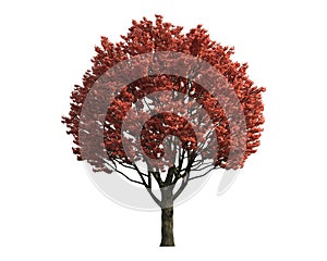 Red Tree isolated on a white background