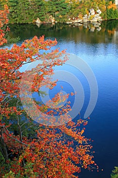 Red Tree on Lake Minnewaska