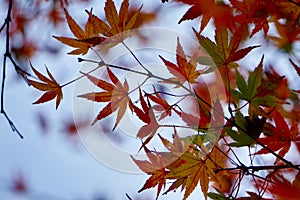 Red tree leaves in autumn in the nature