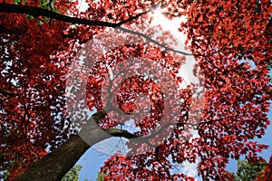 Red tree leaves botom up shot towards sky branches