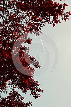 Red tree leaves texture in springtime