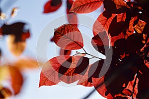 Red tree leaves texture in springtime