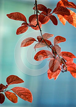 Red tree leaves texture in springtime