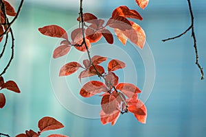 Red tree leaves texture in springtime