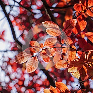 Red tree leaves texture in springtime