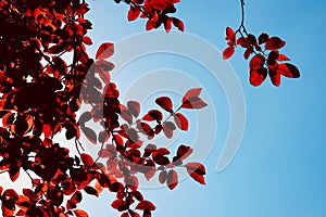 Red tree leaves texture in springtime