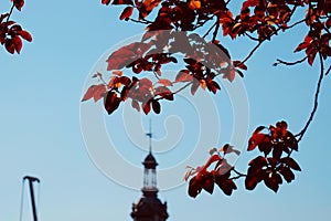 Red tree leaves texture in springtime