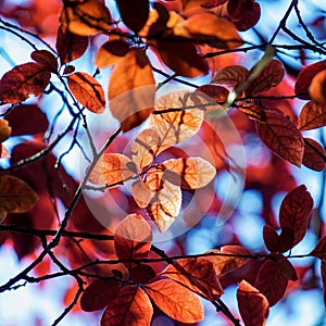Red tree leaves texture in springtime
