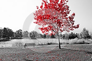 Red Tree Over Park Bench