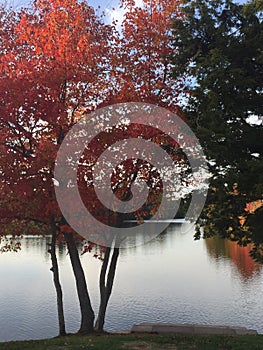 Red tree at Papermill Lake photo