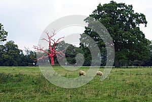 Red tree and sheep in Croft Castle landscape, England
