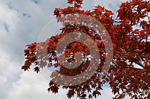 Red tree and sky with clouds