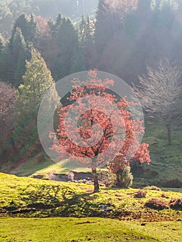 Red tree in Urkiola Natural Park, Basque Country