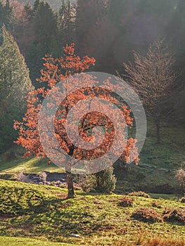 Red tree in Urkiola Natural Park, Basque Country