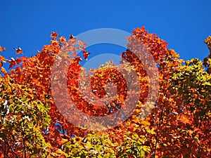 Red tree in the Vermont Foliage, United States.