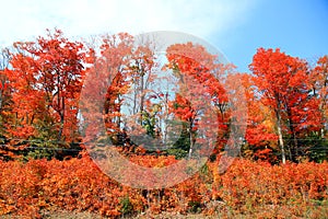 Red Trees