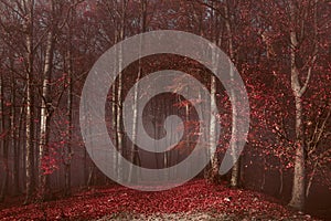 Red trees in foggy forest