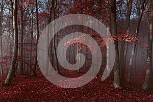 Red trees in foggy forest