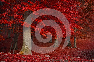 Red trees in the forest