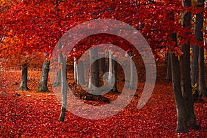 Red trees in the forest