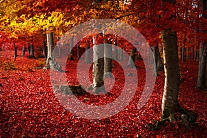 Red trees in the forest