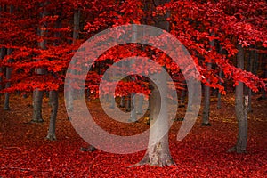 Red trees in the forest