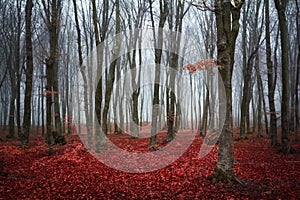 Red trees in the forest