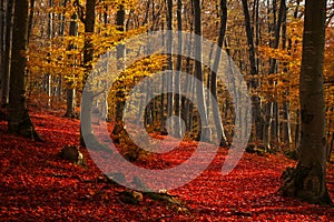 Red trees in the forest