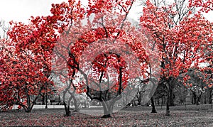 Red trees in a surreal black and white forest landscape scene in Central Park, New York City