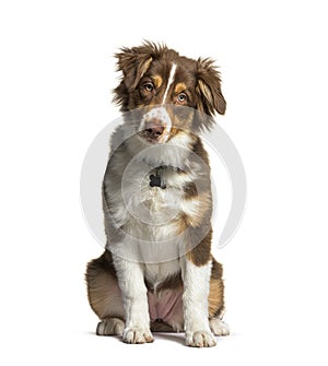 Red tri-colored Australian shephard wearing a collard, sitting, looking at the camera