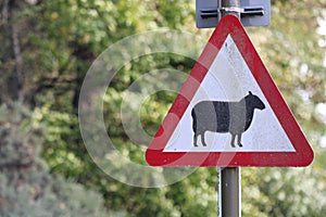 Red Triangle Road Sign With Sheep